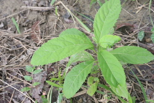 Vernonia Amygdalina medicinal plant on forest