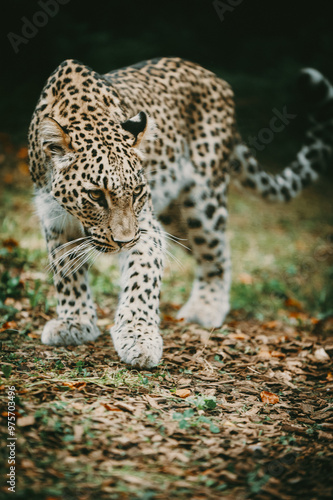 Close Up Portrait - Persischer Leopard (Panthera pardus tulliana) schaut suchend in die Umgebung photo