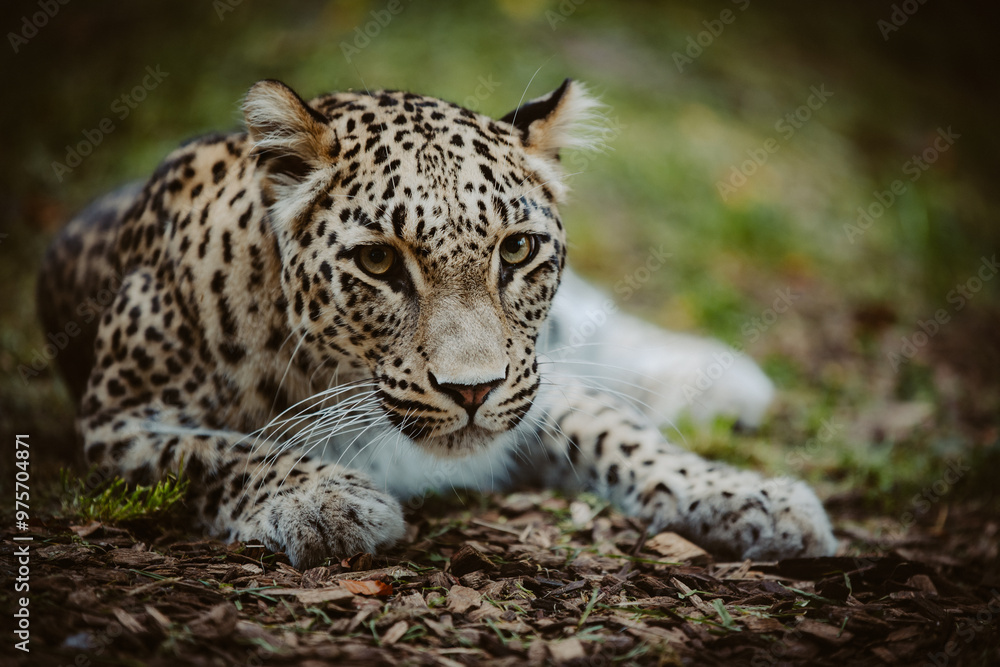 Fototapeta premium Close Up Portrait - Liegender Persischer Leopard (Panthera pardus tulliana) in einem Freigehege