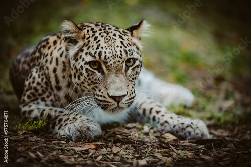 Close Up Portrait - Liegender Persischer Leopard (Panthera pardus tulliana) in einem Freigehege