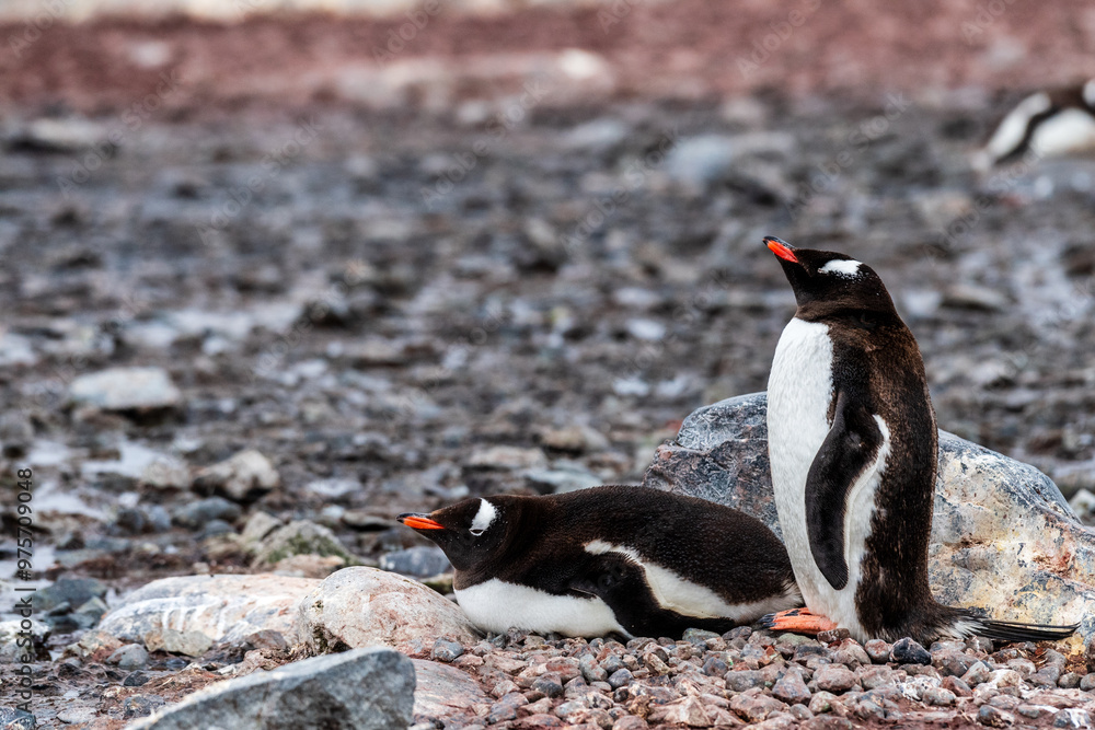 Fototapeta premium Close-up of Gentoo Penguin -Pygoscelis papua- at Cuverville Island, on the Antarctic Peninsula