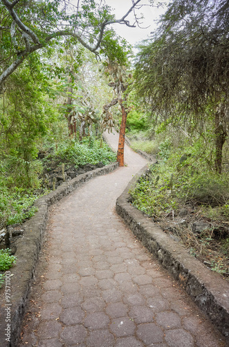 Trail by giant opuntias (Opuntia galapageia) on Santa Cruz Island, Galapagos National Park, Ecuador.