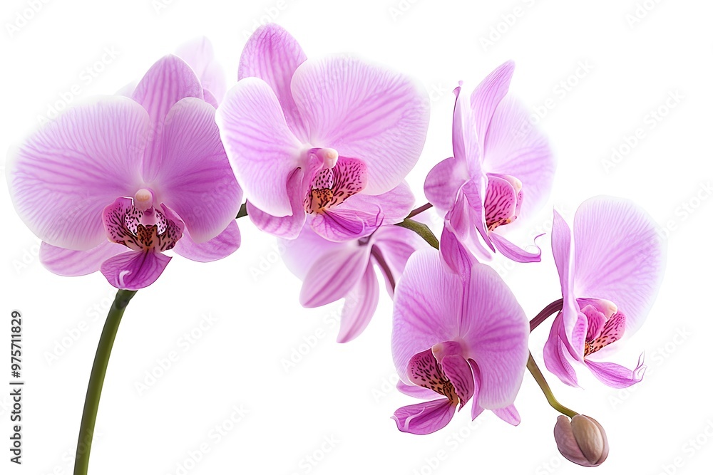 Pink Orchid Flower Isolated on White Background Pink Orchid Flower Isolated on White Background