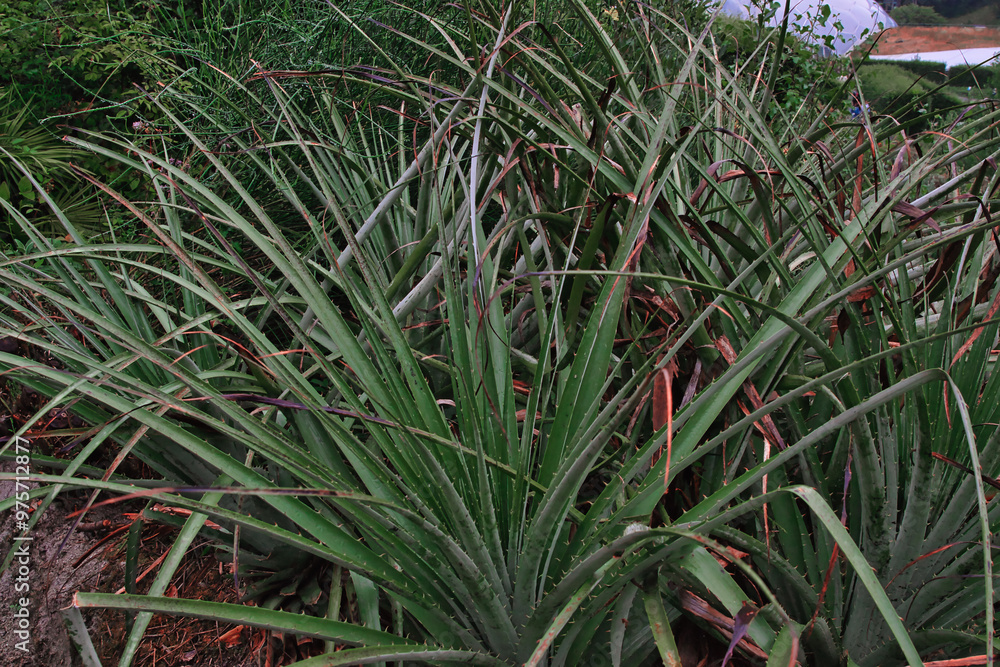 Cluster of Aloe Vera Plants in Natural Setting at Eden Project in Cornwall, UK Cluster of Aloe Vera Plants in Natural Setting at Eden Project in Cornwall, UK