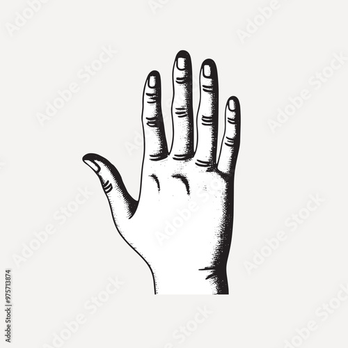 Vintage hand illustration, detailed sketch