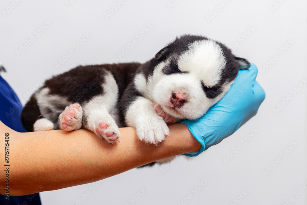Newborn husky puppy sleeping in hand Newborn husky puppy sleeping in hand