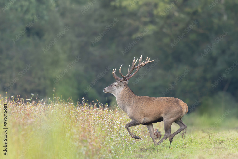 Obraz premium Stag Cervus elaphus in a European forest
