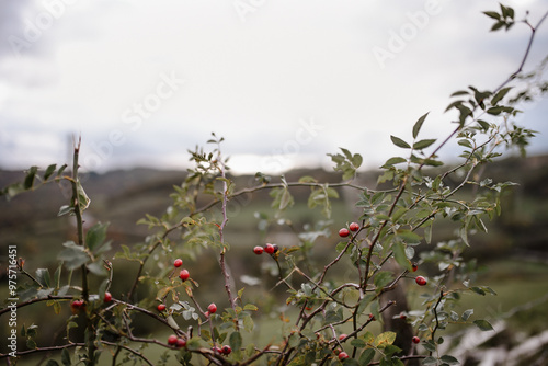 branche de cynorrhodon en automne avec des collines en arrière plan photo