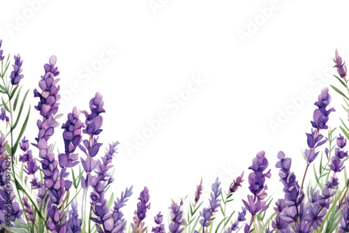 Lavender blossom backgrounds flower purple