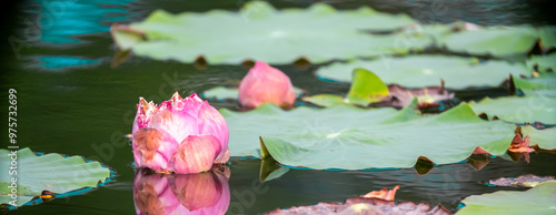 Lotus pond. Water lily close up. Sacred lotus flower in Buddhism. Calmness and tranquility. Spa treatments, yoga, meditation. Tropical nature.