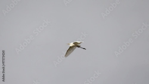 A great white egret flies across the sky. Slow motion motion shot (120 fps). The great egret (Ardea alba), also known as the common egret or great white heron.