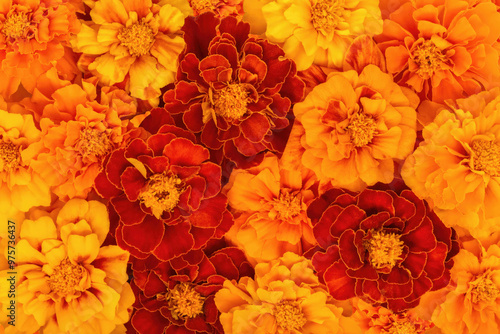 Floral background of marigolds. Orange and red autumn flowers. Flowers for Day of the Dead and Indian holidays.