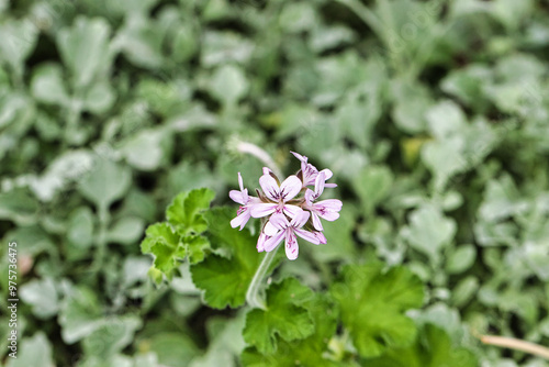 Delicate Pink Flower Amidst Green Foliage