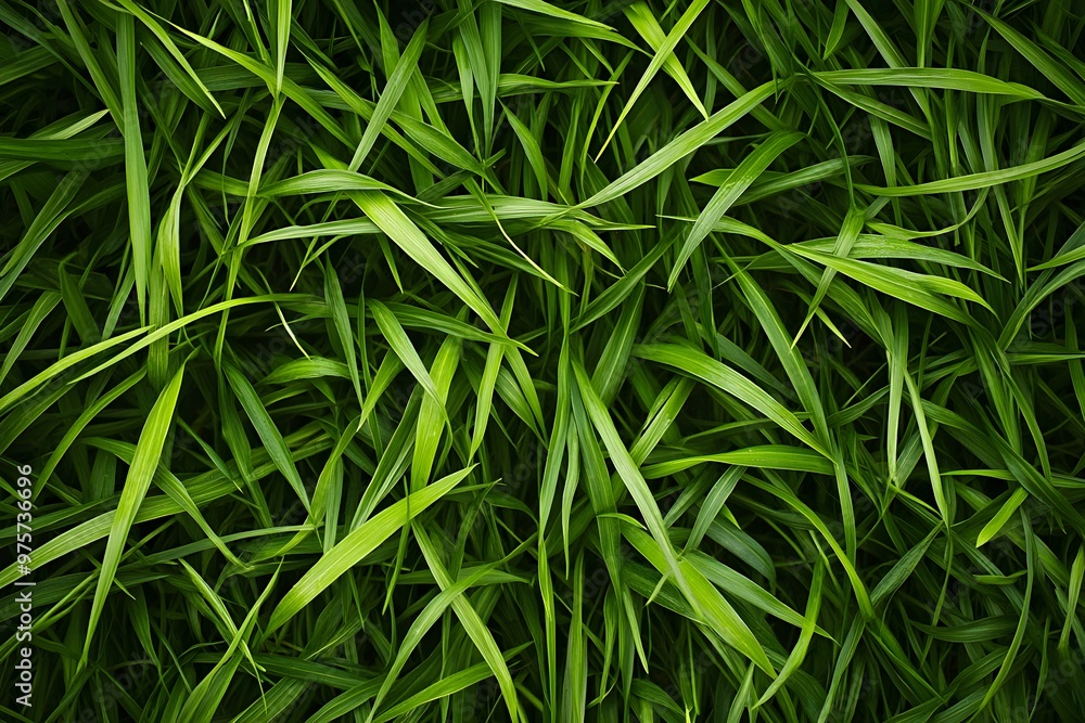 Green Grass Texture Green Grass Texture