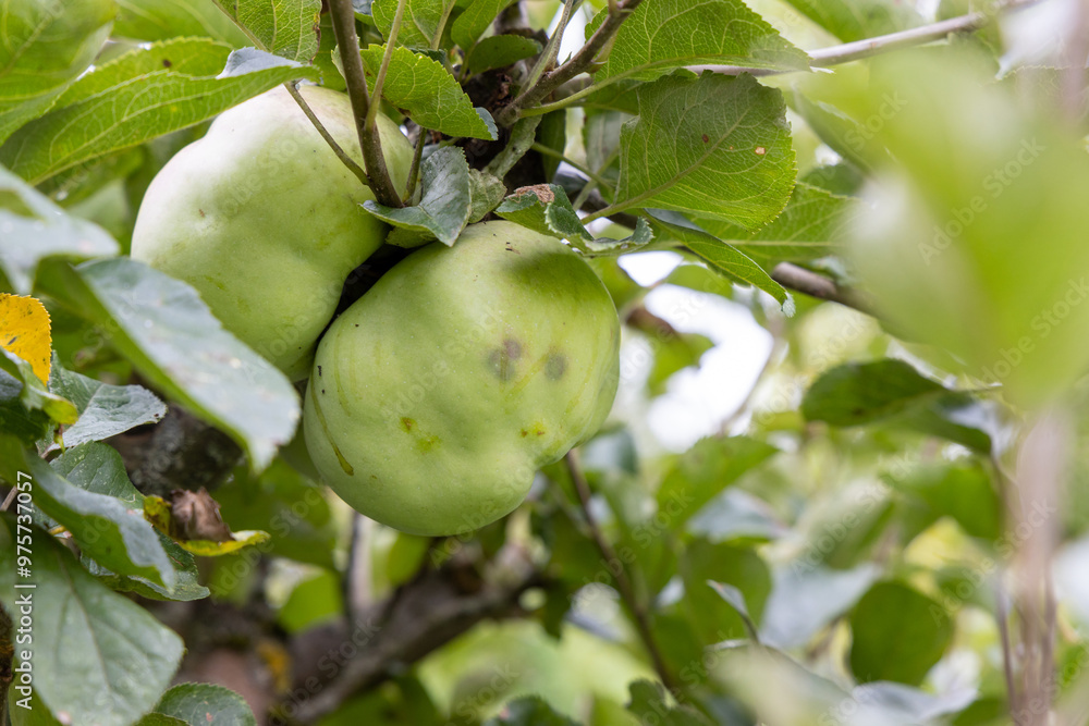 Quinces on the tree ready to be harvested. Quinces on the tree ready to be harvested.
