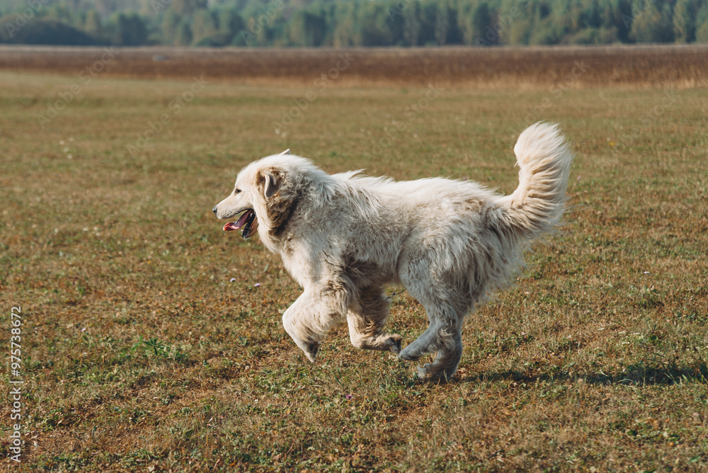 huge white Pyrenean Mountain Dog dashing in field outdoors in sunny day, dogwalking concept huge white Pyrenean Mountain Dog dashing in field outdoors in sunny day, dogwalking concept