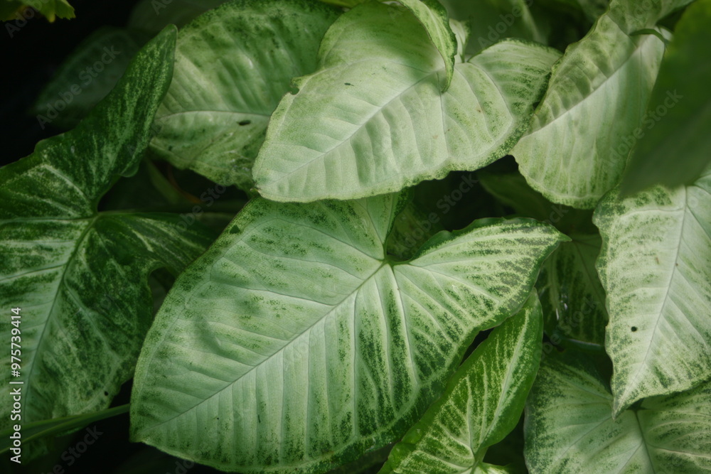 cabbage cabbage