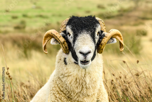 Swaledale ram, facing front with two curly horns, free roaming on grouse moorland.  Head and shoulders close-up.  Swaledale Sheep are a breed native to the Yorkshire Dales, UK.  Horizontal. Copyspace photo