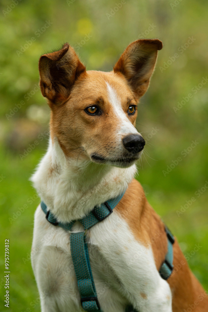 Mixed breed dog with dog harness sitting in summer landscape Mixed breed dog with dog harness sitting in summer landscape