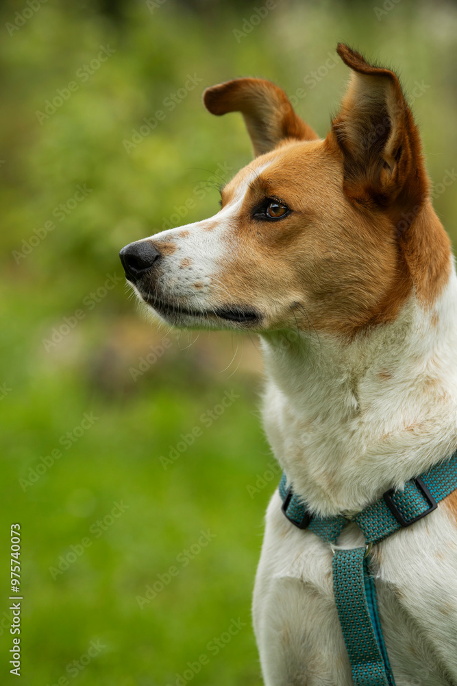 Mixed breed dog in summer landscape looks up Mixed breed dog in summer landscape looks up