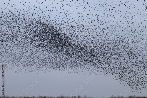 Bilde på lerret starling murmuration