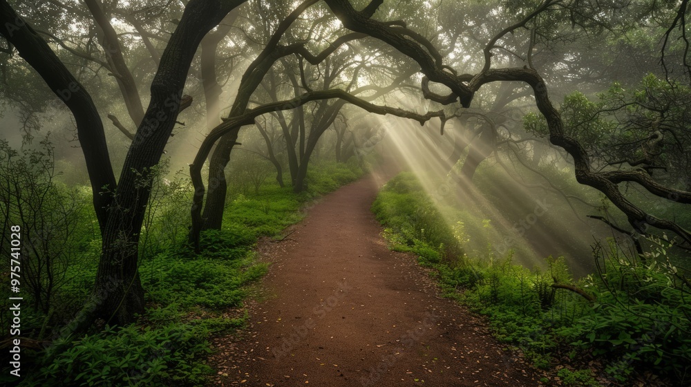 Fototapeta premium Sunbeams Illuminating a Path in a Foggy Forest