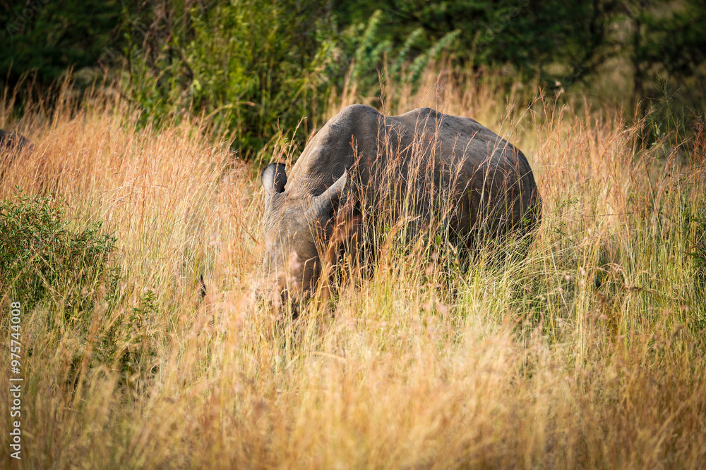 Fototapeta premium Inquisitive White Rhino baby and mother walking in an open bushveld with long grass, endangered species . Taken during a game safari drive in Pilansberg nature reserve