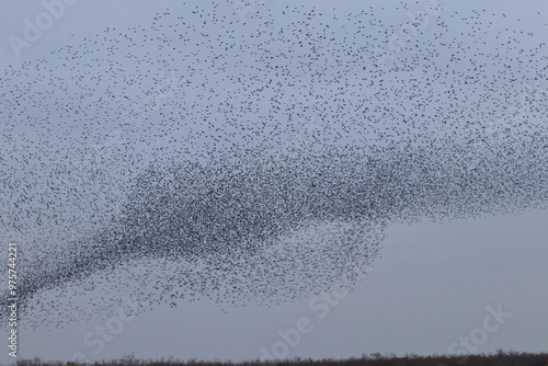 Bilde på lerret starling flock