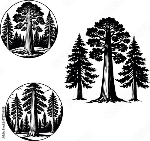 General Sherman Tree silhouette 