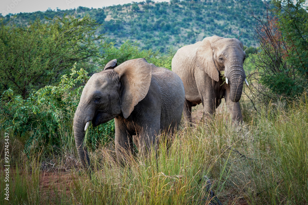 Fototapeta premium A young elephant confidently struts in front of a safari vehicle in Pilanesberg, South Africa, flapping its ears at excited tourists during a game drive.
