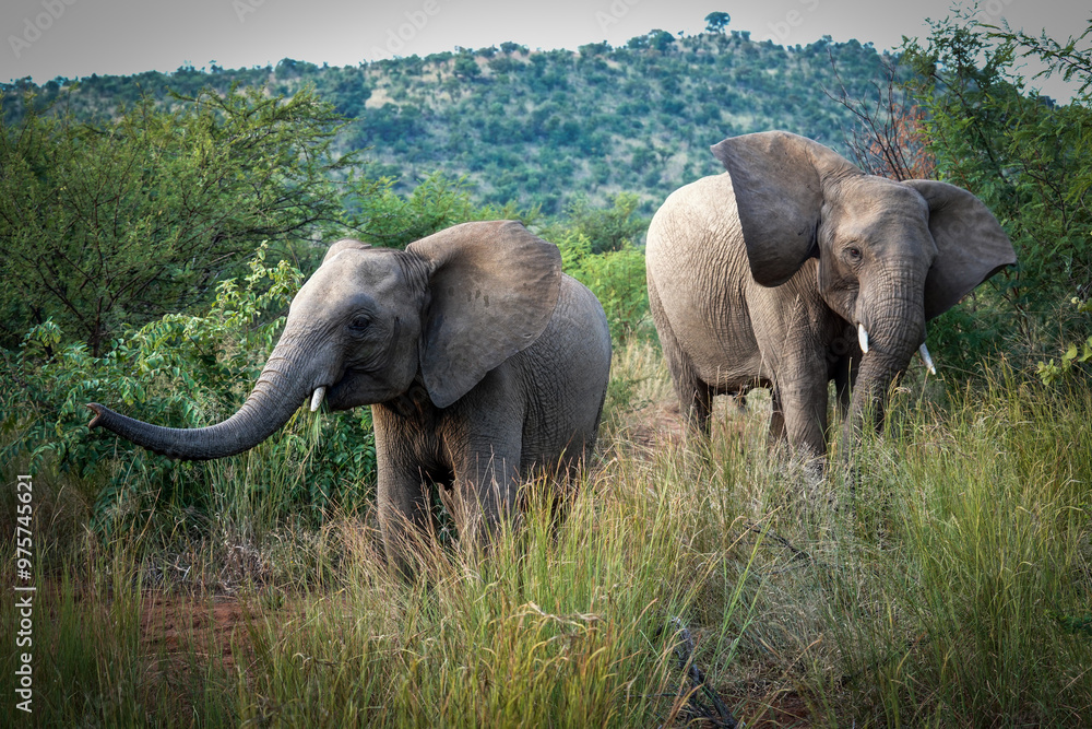 Fototapeta premium A young elephant confidently struts in front of a safari vehicle in Pilanesberg, South Africa, flapping its ears at excited tourists during a game drive.