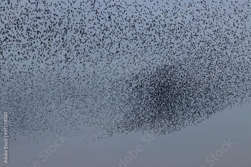 starling flock