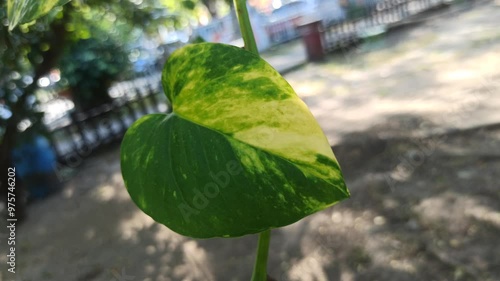 beautiful Epipremnum pinnatum photo