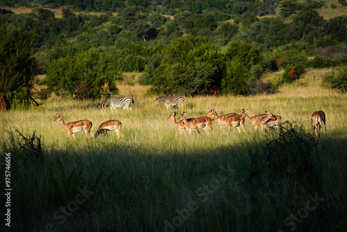Obraz na płótnie A herd of impala antelope gather in the golden morning sun, blending into the bushveld as they start their day in the peaceful African wilderness