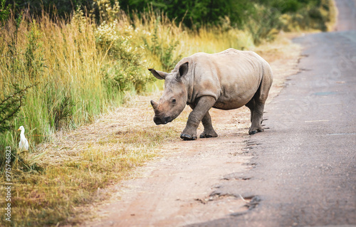 A baby white rhino cautiously crosses a road in Pilanesberg Nature Reserve under soft, overcast light, showcasing the gentle beauty of wildlife in a serene setting. Taken during a safari game drive photo