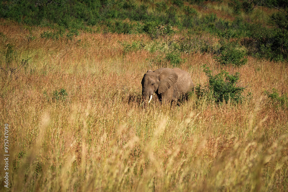 Fototapeta premium An old elephant gracefully moves through the bushveld, half hidden by bushes, blending into its natural surroundings while navigating the wilderness. taken during a safari game drive