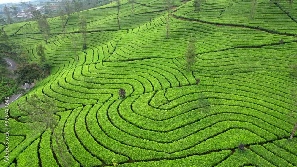 Aerial green tea field in Wonosobo Indonesia. Green Tea with mountain Sumbing view Aerial green tea field in Wonosobo Indonesia. Green Tea with mountain Sumbing view