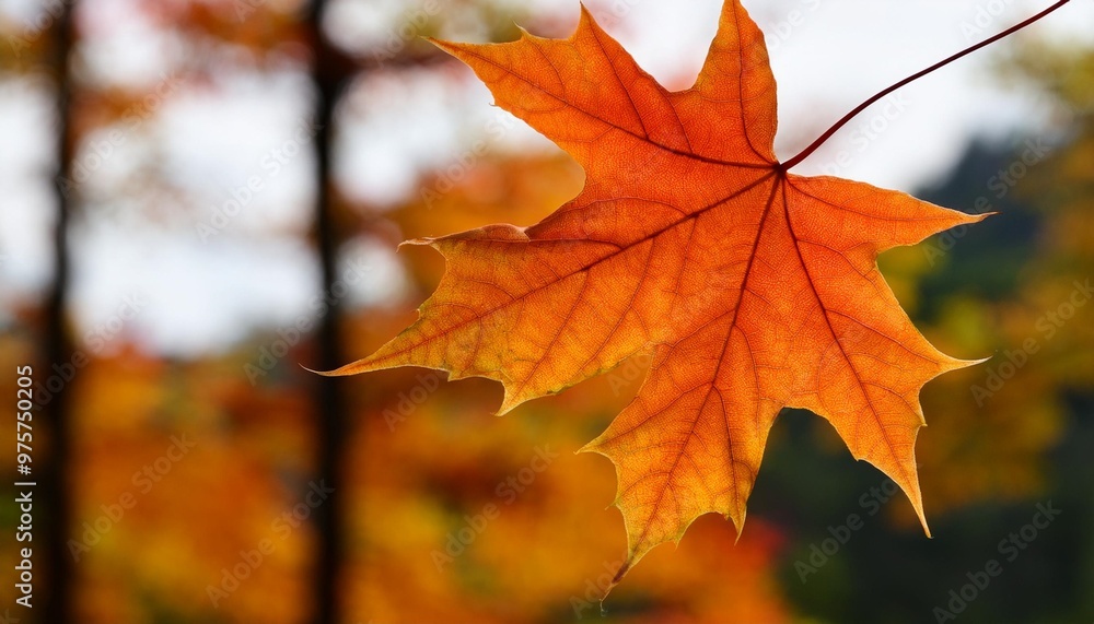 Isolated maple leaf with depth of field highlighting unique shape and vivid autumn hues Isolated maple leaf with depth of field highlighting unique shape and vivid autumn hues
