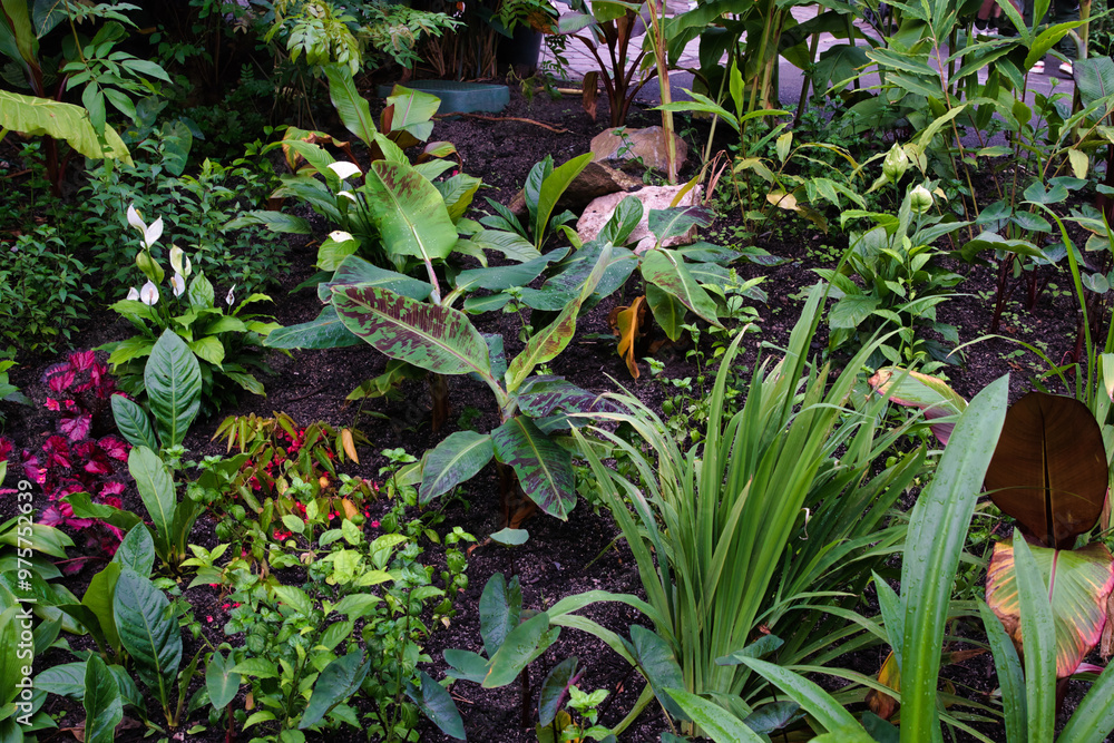 Obraz premium Lush Tropical Garden with Diverse Plant Life at Eden Project in Cornwall, UK