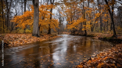 Autumn Stream in a Golden Forest