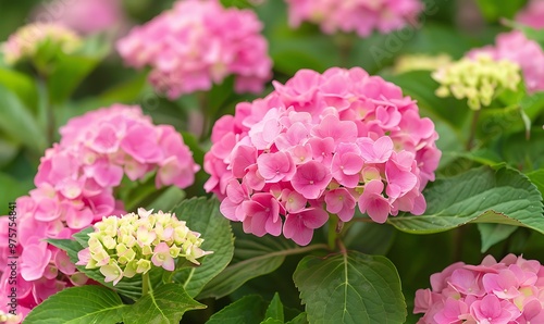 Pink hydrangea flowers background, vintage toned picture.