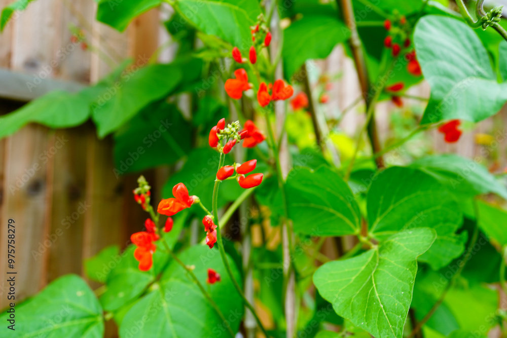 Close up of red runner bean flowers in the spring Close up of red runner bean flowers in the spring