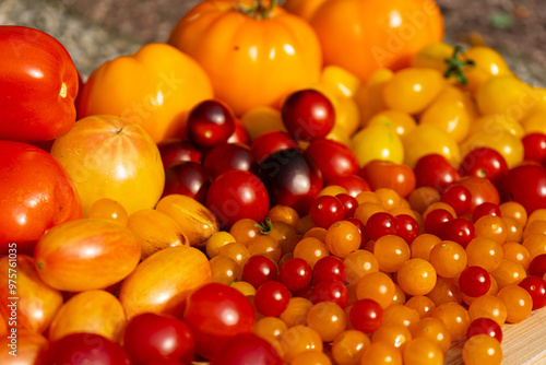 Growing Tomatoes. Multiple colored Tomatoes. Harvesting colorful Tomatoes. Cherry, red, yellow and big orange tomato. Hand Holding Artisan Blush Tiger. Hand Holding Tomato.