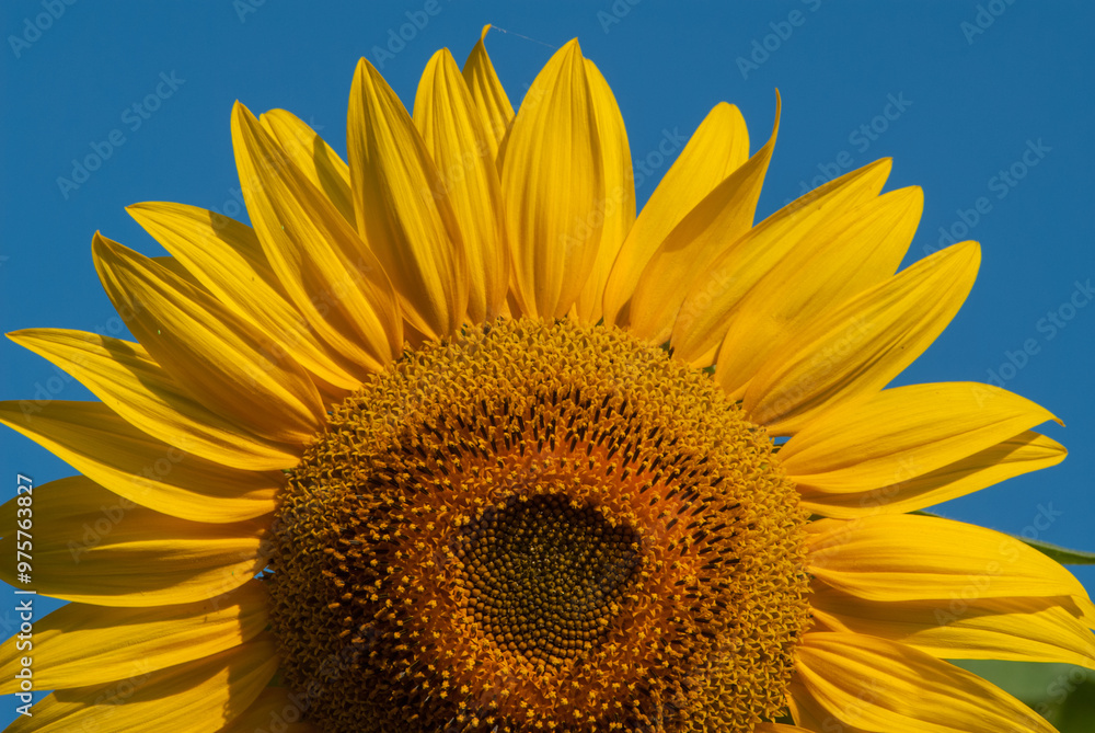 Naklejka premium Blooming sunflower flower against blue sky, close-up.