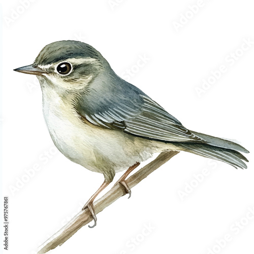 cute Dusky Warbler watercolor clipart illustration isolated
