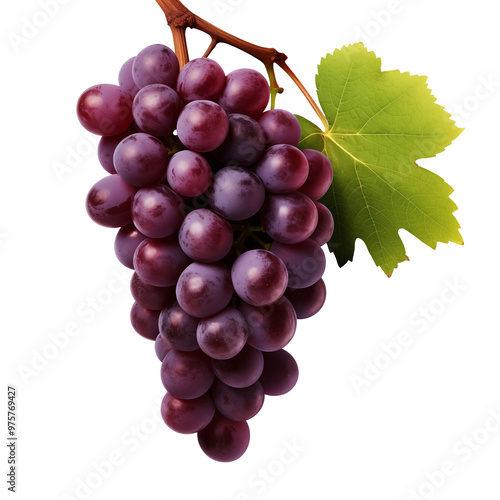 Fresh Bunch Of Purple Grapes With Green Leaf Hanging From Vine On Transparent Background