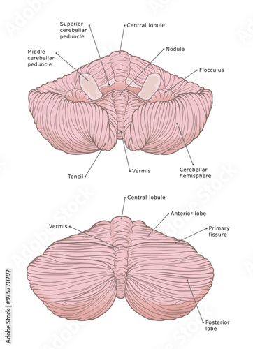 Human cerebellum medical vector illustration labeled. 
