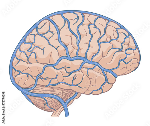 Human brain with cerebral veins medical vector illustration. 
