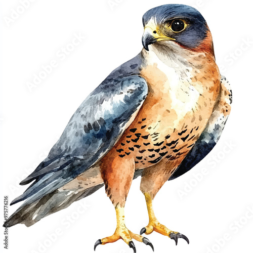 cute Falcon watercolor clipart illustration isolated