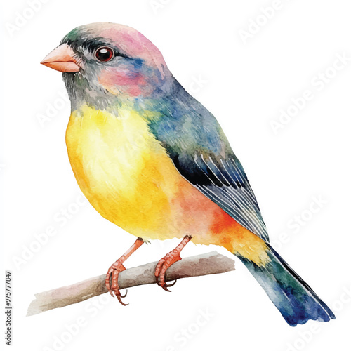 cute Finch Bird watercolor clipart illustration isolated